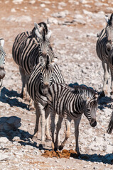 Fototapeta na wymiar A group of Burchell's Plains zebra -Equus quagga burchelli- standing in a straight line in Etosha National Park, Namibia.