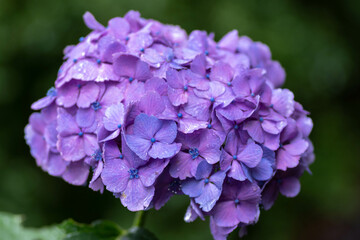 紫陽花と梅雨