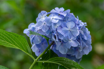 紫陽花と梅雨