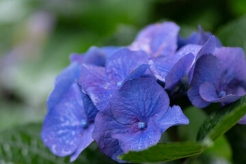 紫陽花と梅雨