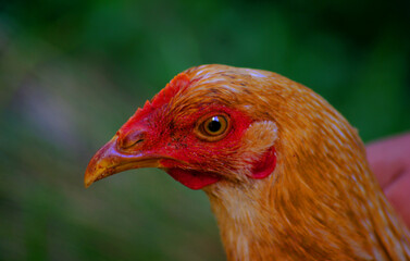 close up of a chicken
