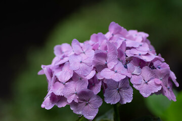 紫陽花と梅雨
