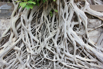 tree roots that spread to the old wall