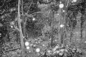 冬の木々と雪景色