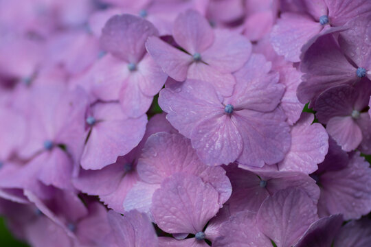 紫陽花images Browse 73 541 Stock Photos Vectors And Video Adobe Stock