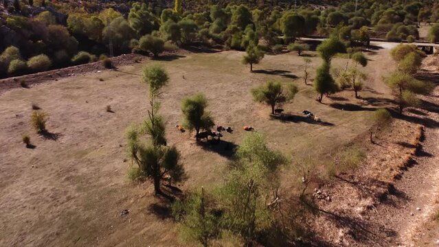 Brown cows are graze in a sandy meadow next to high mountain in Turkey filmed by a drone. Pasture of farmland dairy animals in the countryside desert field. Aerial view of the cattle walking outdoors.
