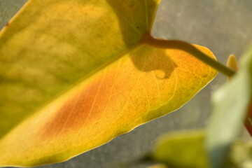 orange burn spot on leaf