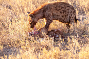 Close-up of a spotted Hyena - Crocuta crocuta- with a prey, seen during the golden hour of sunset...