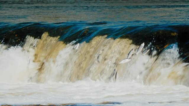 Flying fish in Kuldiga Waterfall on the rapids of Venta one of the main attractions not only of Kuldiga but of the whole Latvia This is the widest waterfall in Europe The fish jumps over the waterfall