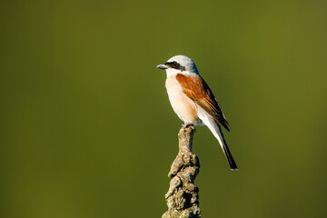 A red backed shrike in the wild