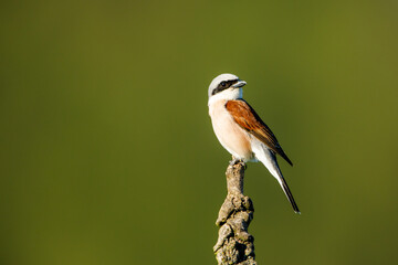 A red backed shrike in the wild