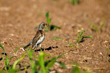 A fieldfare with an earthworm in the beak