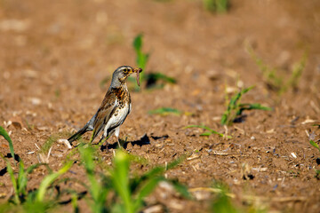 A fieldfare with an earthworm in the beak
