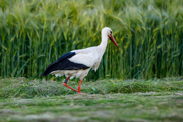 white stork in the grass