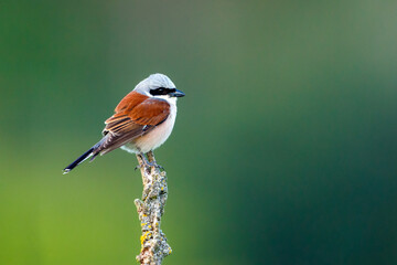 A red backed shrike in the wild