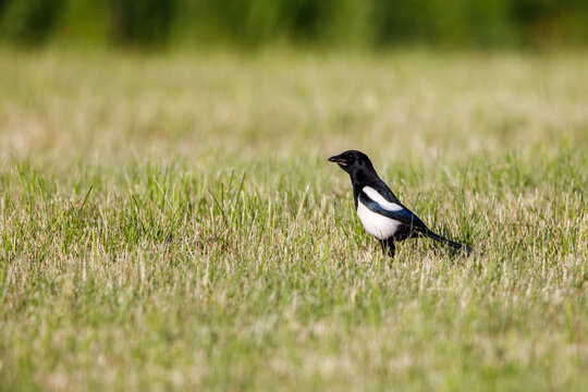 a magpie on a meadow	