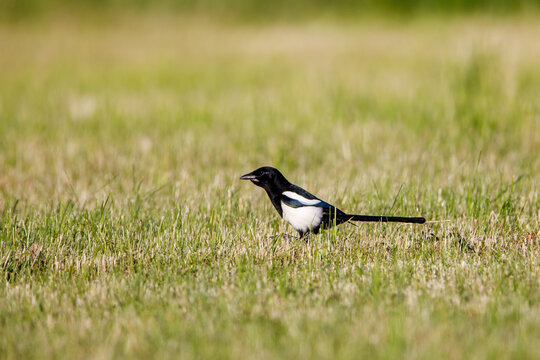 a magpie on a meadow	
