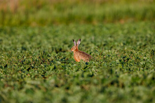 A brown hare in a meadow
