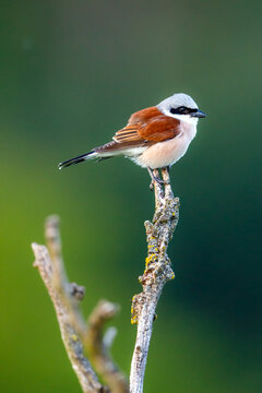 A red backed shrike in the wild