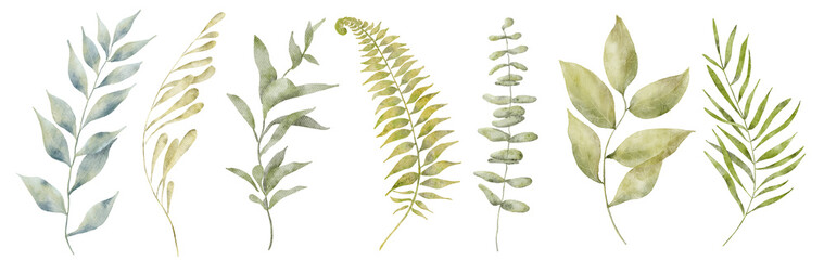 Watercolor botanical illustration. Green branches with leaves