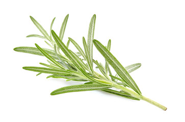 Fototapeta premium Fresh Rosemary isolated on white background. Spice fresh closeup.