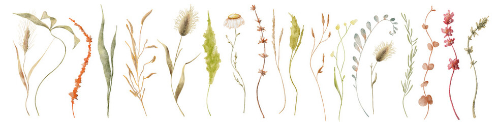 wild flowers watercolor set. botanical hand drawn illustration