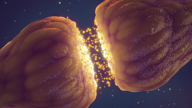 Animation of synaptic transmission between nerve cells (neurons). The synapse is the gap between two neurons and is also called neuronal junction	
