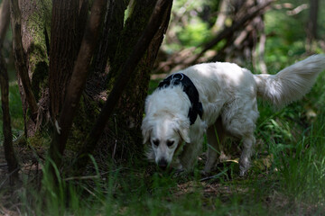 jack russell terrier