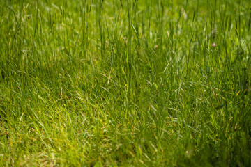 green grass background