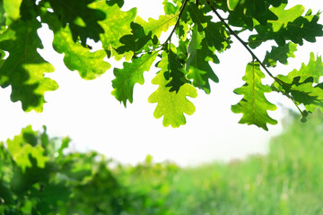 green oak leaves on tree branches, abstract blurred natural background. bright natura image. summer...