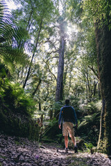 Fototapeta na wymiar Man walking in the middle of the forest and admiring a tall tree. New Zealand, North Island