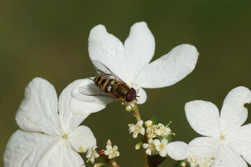 Close up hoverfly Syrphus family hoverflies (Syrphidae) on white flowers of Viburnum plicatum Watanabe - Japanese Snow Bush. Family Caprifoliaceae. Green background of a Dutch garden. 