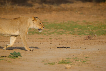 Lioness in the Kgalagadi, South Africa