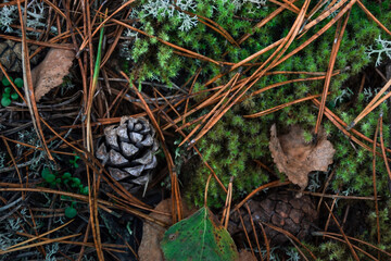 autumn natural background