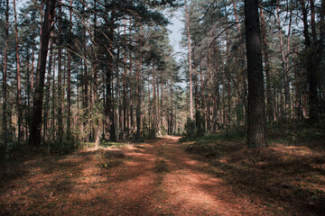 forest road in the woods