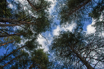 tree crowns in the forest