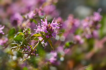Blooming Thymus close-up. Macro photo of pink fragrant flowers