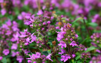 Blooming Thymus close-up. Macro photo of pink fragrant flowers