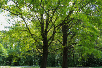 Due grandi alberi Aceri nel Bosco in città di Milano