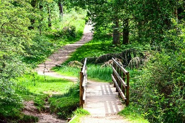 Obraz premium bridge in the forest
