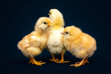 Three newborn chicks on a blue background. Incubation of chicken eggs and poultry farming.