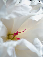 Close-up of a white peony flower. The red stamens and pistils of the flower are visible. Airy peony petals. The texture of the petals. Wallpaper for your design, postcard. Vertical