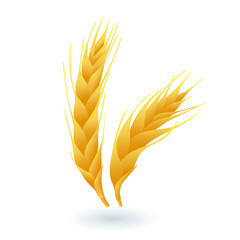 3d cartoon style ears of wheat icon on white background. Realistic whole grains flat vector illustration. Agriculture, farming, organic food, harvest, nature, bakery concept