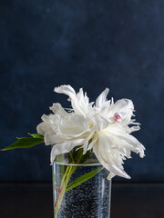 Close-up of a white peony in a glass of water. Minimalism concept. Blue background. Low key. Card. Copy space. Place for text. Wallpaper. Design