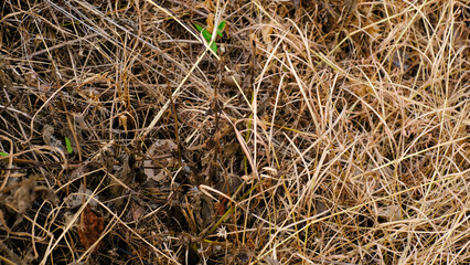 grass in the wind