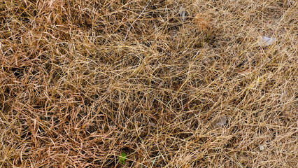 grass texture