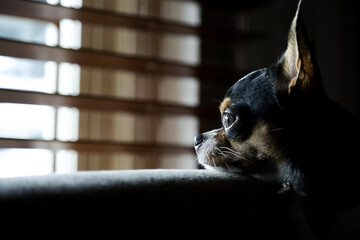 Portrait of a cute chihuahua. sad gesture looking out the window