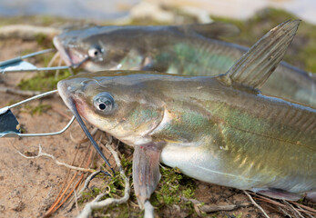 Two fresh catfish from the lake