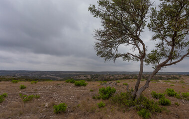 Mesquite tree on a Texas hill