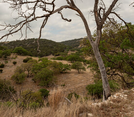 Fototapeta na wymiar Mesquite and hill country in Texas